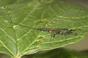 Vespid Prints: Gasteruptiid Wasp -Gasteruption jaculator-, female, Baden-Wurttemberg, Germany