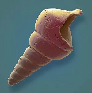 Images Dated 27th January 2016: Gastropod microfossil, SEM