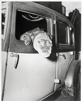 Alligator Prints: Gatie the Alligator Riding in Car