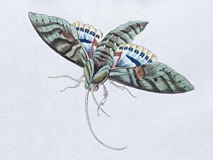 Images Dated 13th July 2017: Gaudy Sphinx (Sphinx Labruscae), twilight butterfly, hand-colored copper engraving