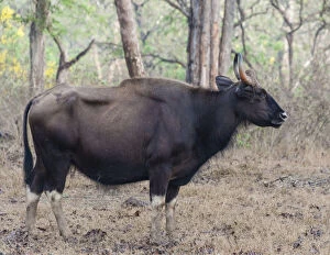 Karnataka Gallery: Gaur -Bos gaurus-, cow, Nagarhole National Park, Karnataka, India