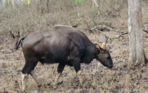 Images Dated 10th April 2012: Gaur -Bos gaurus-, cow, Nagarhole National Park, Karnataka, India