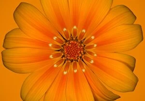 Images Dated 24th August 2010: Gazania