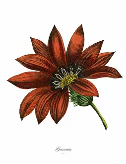 Images Dated 20th February 2019: Gazania Plants, Victorian Botanical Illustration