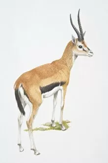 Hoofed Mammal Gallery: Gazella thomsonii, Thomsons Gazelle, side view