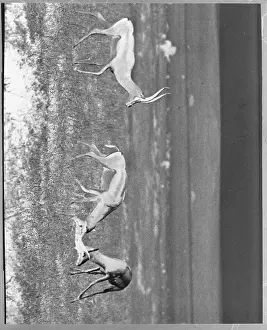 Grassland Prints: Gazelles Playing in Habitat