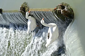 Foam Gallery: Two Geese