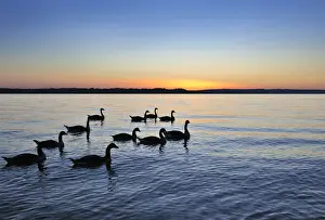 Oberbayern Prints: Geese in the sunset on Starnberger See or Lake Starnberg in Ambach