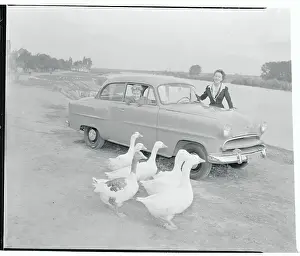 Frankfurt Prints: Geese Walking Past Opel Olympia Auto