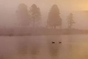 two geese on Yellowstone River in fog