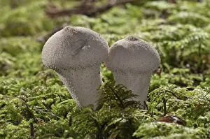Images Dated 8th October 2012: Gem-studded Puffball or the Devils Snuff-box -Lycoperdon perlatum-, Untergroningen, Abtsgmuend