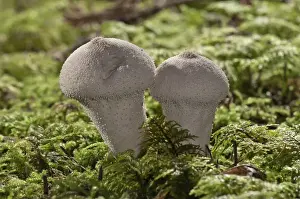 Higher Fungus Prints: Gem-studded Puffball or the Devils Snuff-box -Lycoperdon perlatum