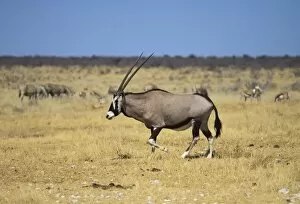 Images Dated 24th August 2011: Gemsbok or Gemsbuck -Oryx gazella-, Etosha National Park, Namibia, Africa