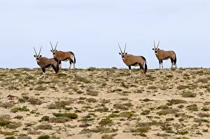 Even Toed Prints: Gemsbok or gemsbuck (Oryx gazella), Namaqualand, South Africa, Africa
