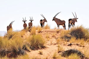 Bovidae Gallery: Gemsbok or gemsbuck (Oryx gazella) on a dune in the Namib Rand Nature Reserve, Namib Desert