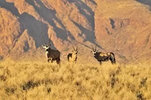 Bovidae Gallery: Gemsbok or gemsbuck (Oryx gazella) in the high grass of the Namib Rand Nature Reserve