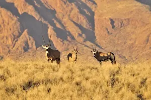 Even Toed Prints: Gemsbok or gemsbuck (Oryx gazella) in the high grass of the Namib Rand Nature Reserve