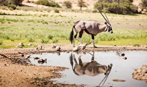 Images Dated 29th January 2017: The gemsbok or gemsbuck (Oryx gazella) is a large antelope in the Oryx genus