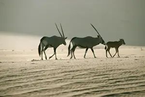 Gemsbok (Oryx gazella) Family Walking Across Dry Desert Plain