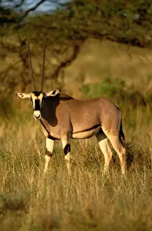 Kenya Prints: Gemsbok (Oryx gazella) in grass, Samburu National Park, Kenya