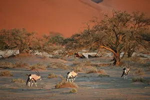 Dune Gallery: Gemsbok (Oryx gazella) Herd Walking on Desert Plain