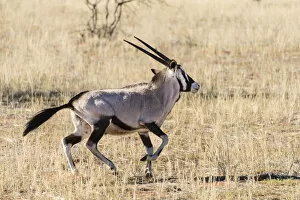 Images Dated 8th September 2012: Gemsbok -Oryx gazella-, Kalahari Desert, Namibia