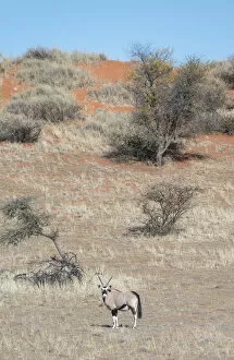 Images Dated 8th September 2012: Gemsbok -Oryx gazella-, Kalahari, Namibia
