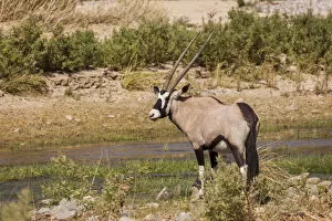 Images Dated 16th July 2013: Gemsbok -Oryx gazella-, Kaokoland, Namibia
