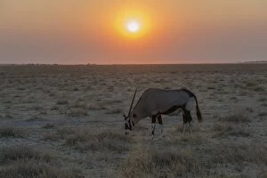 Images Dated 22nd August 2012: Gemsbok -Oryx gazella- at sunset, Etosha National Park, Namibia