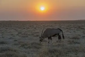 Evening Sun Prints: Gemsbok -Oryx gazella- at sunset, Etosha National Park, Namibia