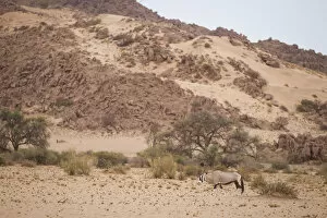 Images Dated 3rd January 2017: Gemsbok oryx, Oryx gazella, in scenic landscape, Namib-Naukluft Mountain Zebra National Park