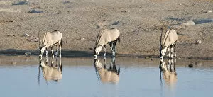 Gemsboks -Oryx gazella- drinking at the Chudop waterhole, Etosha National Park, Namibia