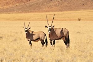 Bovid Gallery: Gemsboks (Oryx gazella) in the high grass of the Namib Rand Nature Reserve, Namib Desert, Namibia