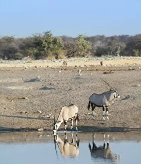 Gemsboks -Oryx gazella- at the waterhole Chudop, Etosha National Park, Namibia
