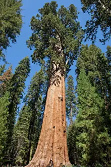 General Sherman Tree dominating the Giant Forest in Sequoia National Park, California
