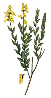 Genista germanica or German Greenweed