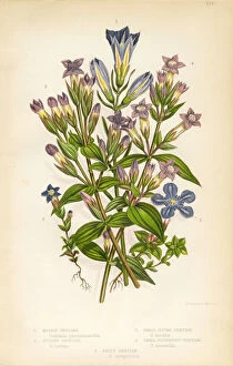 Images Dated 1st February 2016: Gentian, Felwort (Gentiana pneumonanthe), Victorian Botanical Illustration