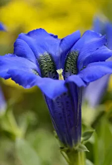 Images Dated 1st May 2013: Gentian -Gentiana clusii-, calyx with ovary and pollen