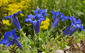 Images Dated 1st May 2013: Gentian -Gentiana clusii- in a rock garden