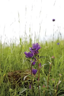 Bavaria Prints: Gentian (Gentiana), Groeblalm mountain pastures near Mittenwald