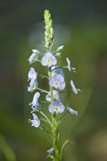 Thuringia Collection: Gentian Speedwell -Veronica gentianoides-, flowering, Thuringia, Germany