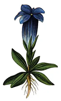 Gentiana acaulis, the stemless gentian