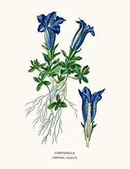 gentianella
