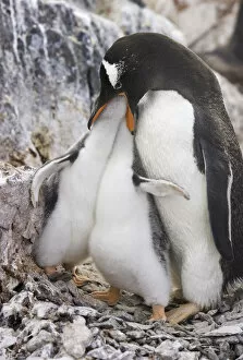 Gentoo penguin feeding chicks, Antarctic Pen