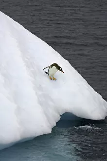 Gentoo penguin on iceberg, Antarctic Peninsula
