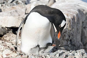 Images Dated 7th January 2013: Gentoo Penguin -Pygoscelis papua-, with newly hatched chick, Petermann-Insel, Antarctic Peninsula