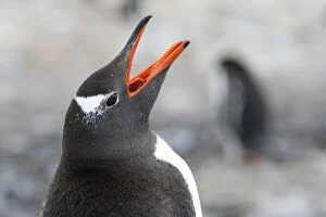 Images Dated 6th January 2013: Gentoo Penguin -Pygoscelis papua- calling, portrait, Cuverville Island, Antarctic Peninsula