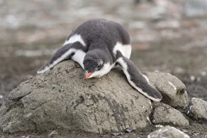 Gentoo Penguin -Pygoscelis papua- chick in downy feathers, asleep, cooling off, Barrientos Island, Aitcho Islands