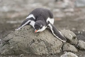 Softness Prints: Gentoo Penguin -Pygoscelis papua- chick in downy feathers