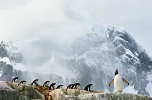 Gentoo penguin (Pygoscelis papua) colony, summer